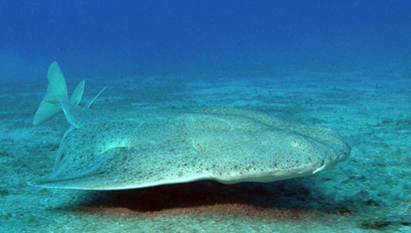 Ancient ultra-rare angel sharks with strange 'flat' bodies found