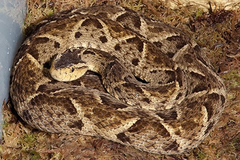 Fer-De-Lance Bothrops asper– a viper packing a punch in the form of venom containing bradykinin potentiating peptides 