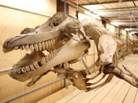 Chemistry-whale-post-treatment