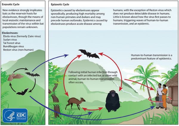 Life cycles of the Ebola virus. Fruit bats of the Pteropodidae family are considered to be the natural host of the Ebola virus. Credit CDC
