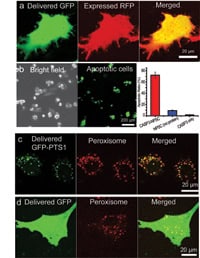 Figure 2.  Delivery of proteins into HeLa cells by NPSCs: (a) GFP, showing cytosolar distribution (b) CASP3, demonstrating effective induction of apoptosis. Delivery of (c) GFP-PTS1, and (d) normal GFP into peroxisome-labeled HeLa cells. showing intracellular targeting of the tagged protein.