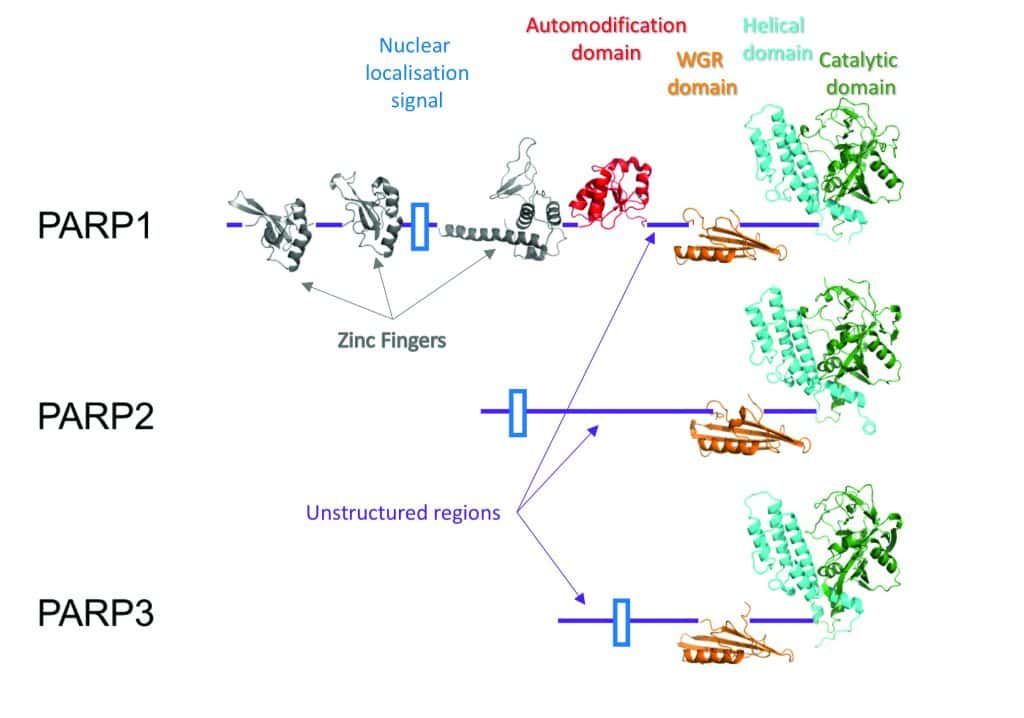 Figure 2: Domain structure of PARP1, PARP2 and PARP3. Structures of each domain (where known) are shown (PARP2 WGR domain was modelled using PHYRE2 server50. The rest of structures PDB codes are: PARP1 zinc fingers 1 and 2, 4av1; PARP1 zinc finger 2 and WGR domain, 4dqy; PARP1 BRCT domain, 1cok; PARP1 helical and catalytic domains, 1uk0; PARP2 helical and catalytic, 3fhb; PARP3 WGR domain, 2eoc; PARP3 helical and catalytic domains, 3fhb).