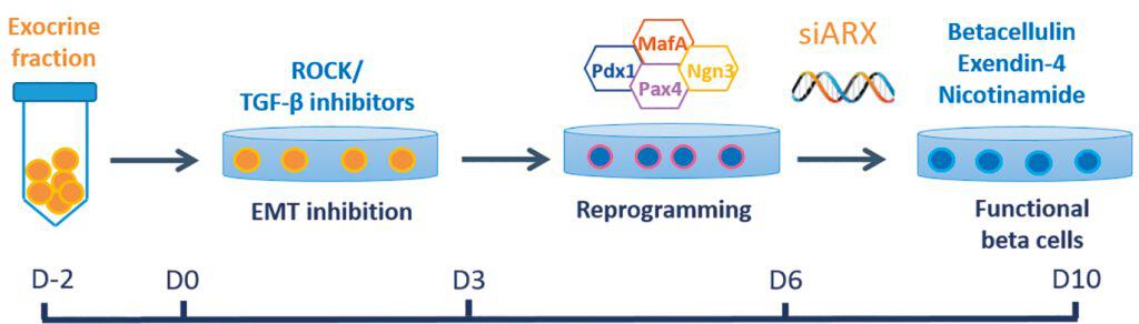 Fig 3. The protocol takes 12 days (from plating) to completes. Details are provided in the text and in 9.