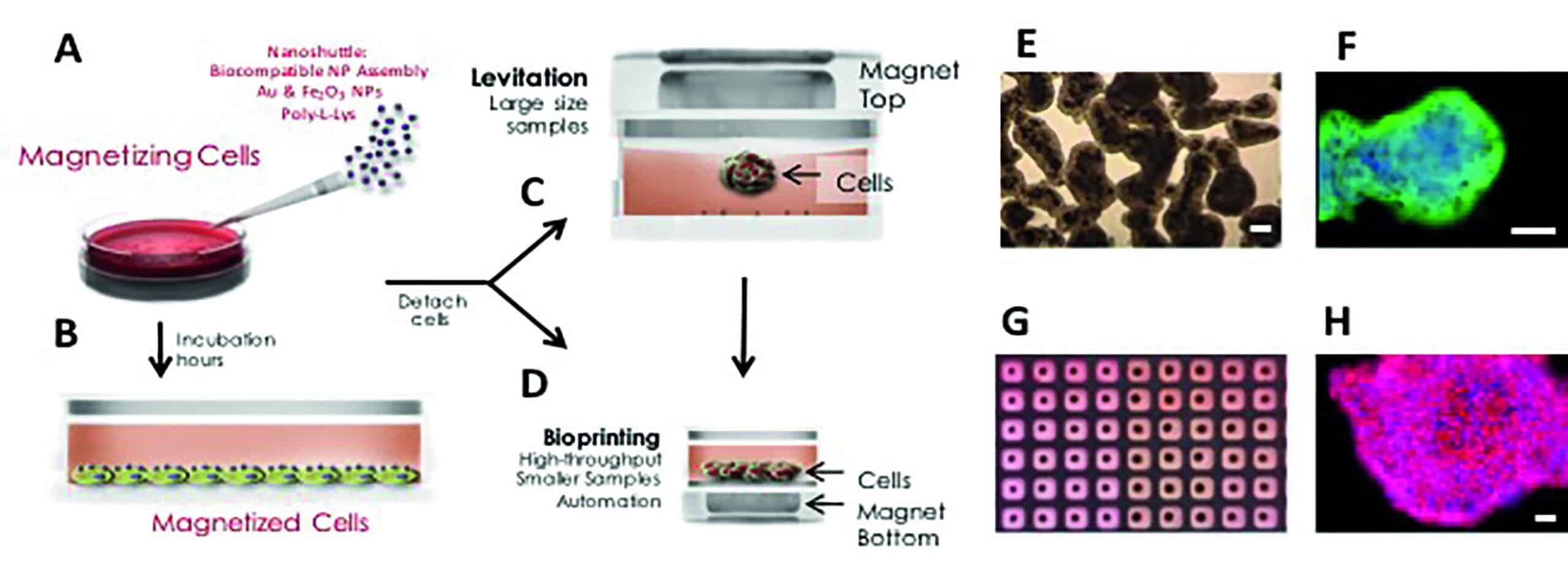 Magnetic 3D cell culturing. (A) Nanoshuttle is disbursed over the cells, (B) which are then incubated for several hours. Cells are detached and transferred to a new tissue culture plate and then (C) cultured in 3D by magnetic levitation or (D) magnetically 3D bioprinted. (C, E, F) For 3D-cell culturing by magnetic levitation, the drive is placed on top of the tissue culture dish, and cells are magnetically lifted off the bottom. (D, G, H) For magnetic 3D bioprinting, a patterned magnetic drive is placed at the bottom of a cell-repellent tissue-culture plate. Cells rapidly assemble (minutes) into a shape mirroring the shape of the magnets, typically arrays of rings or a dots. Cell-repellent tissue-culture plate is required to prevent cells from adhering and growing as a monolayer in 2D. (E) Bright-field micrograph of levitating human primary fibroblasts after 12 hours of levitation. (F) Magnetically levitated 3D culture of human primary bronchial epithelial cells levitated for 48 hours, with immunohistochemical staining for E-Cadherin (green; nuclei were counterstained with DAPI, blue). (G) Photograph of bioprinted spheroids in 384-well plate. (H) Immunohistochemical staining of a magnetically bioprinted spheroid of mouse 3T3 fibroblasts for fibronectin (red; nuclei were counterstained with DAPI, blue). All scale bars are 50 _m.