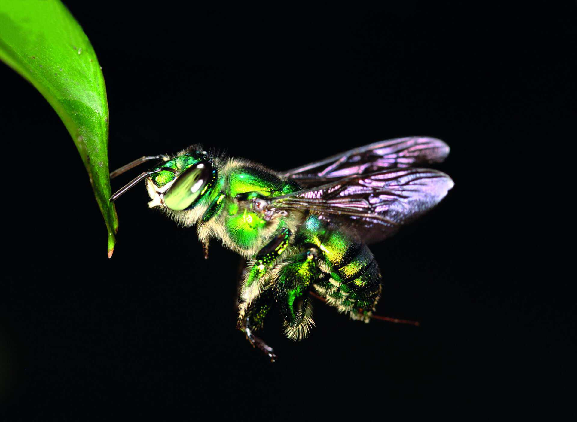 Figure 1a. The Euglossa imperialis orchid bee in flight.
