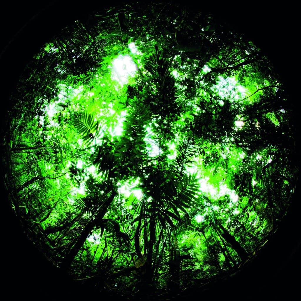 Figure 1b. The tropical rainforest is home to the orchid bee.