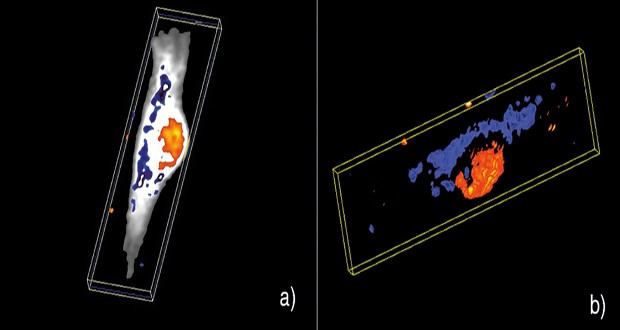 Figure 5: Section from a 3D Raman volume map of a glioma cell.