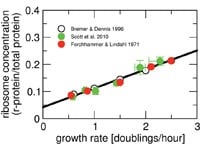 The secret  life of a cellular business