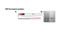 Figure 2. Schematic of cell-permeant TAT-Cre fusion protein. The amino acid sequence of the amino terminus is depicted showing the TAT peptide sequence in red (A). Purification of recombinant TAT-Cre from bacteria, as analysed by Coomassie blue staining of an SDS-PAGE (B).  The lanes represent the following: 1 – total lysates; 2 – insoluble fraction; 3 – supernatant; 4 – flow through; 5 – control; 10 – 1 hour IPTG induced culture. Numbers on the left indicate molecular weight (kDA) of marker proteins. Cre protein is approximately 41 kDa