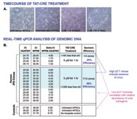 Figure 3. Human excision: Time course of TAT-Cre treatment (A). Individual colonies were picked at 9-14 days post-treatment and added directly to Lysis Buffer for real time quantitative PCR analysis. The Ct value of WPRE in the excised samples should correlate with the negative controls, untreated hiPSCs and no template control (B).