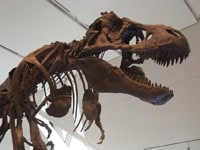Tyrannosaurus rex weighed 7 tonnes and was the largest land predator of all time. Image courtesy of the Royal Ontario Museum.