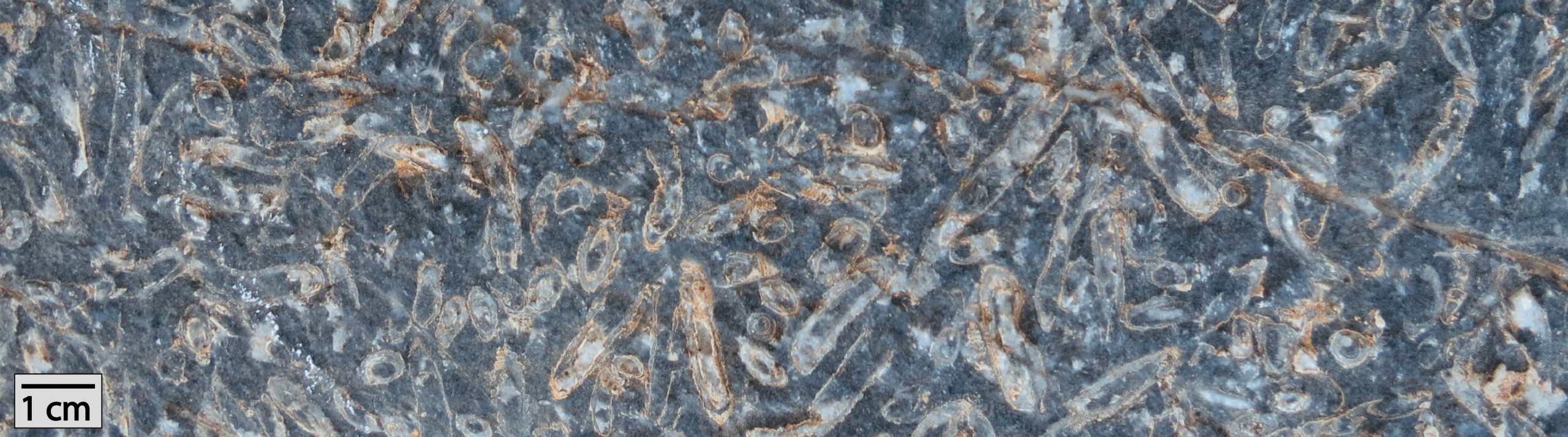 Large Cloudina fossils (credit Rachel Wood)