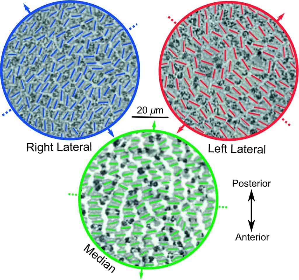 Figure 4. Scanning electron micrographs showing the orientations of photoreceptors in the three ocelli. (Reproduced from2 with permission from Elsevier.) 