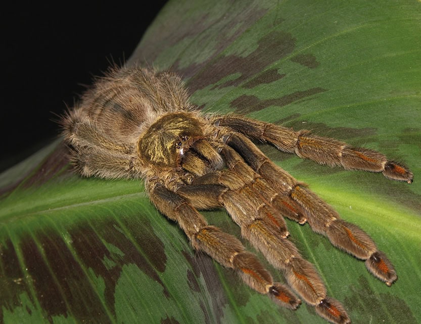 Psalmopoeus cambridgei contains many different ICK motif peptides that target Kv channels