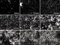 Real time observation of proteins aggregating with time