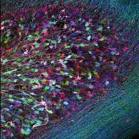 Protein labelling without the baggage