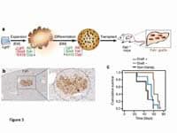 Figure 3: Transplantation and engraftment of liver organoid derived cells into FAH-/-mutant mice. Liver organoids were expanded, differentiated and transplantated into a mouse model of Tyrosinemia type I human liver disease (Fah–/– mice). a: scheme showing the transplantation protocol. b: Representative positive graft within the liver parenchyma. c: Kaplan-Meier survival curve of transplanted mice with positive engraftment (brown curve, graft+), transplanted mice without evidence of engraftment (blue curve, graft-) and non-transplanted control mice (black curve, not transp.). Plot displays the cumulative survival on a linear scale. Kaplan-Meier survival analysis compares overall survival rates between two groups. Log-rank test is used to compare differences in survival. *, log-rank=0.02 (graft+ vs graft-), log-rank= 0.007 (graft+ vs not transp.). 