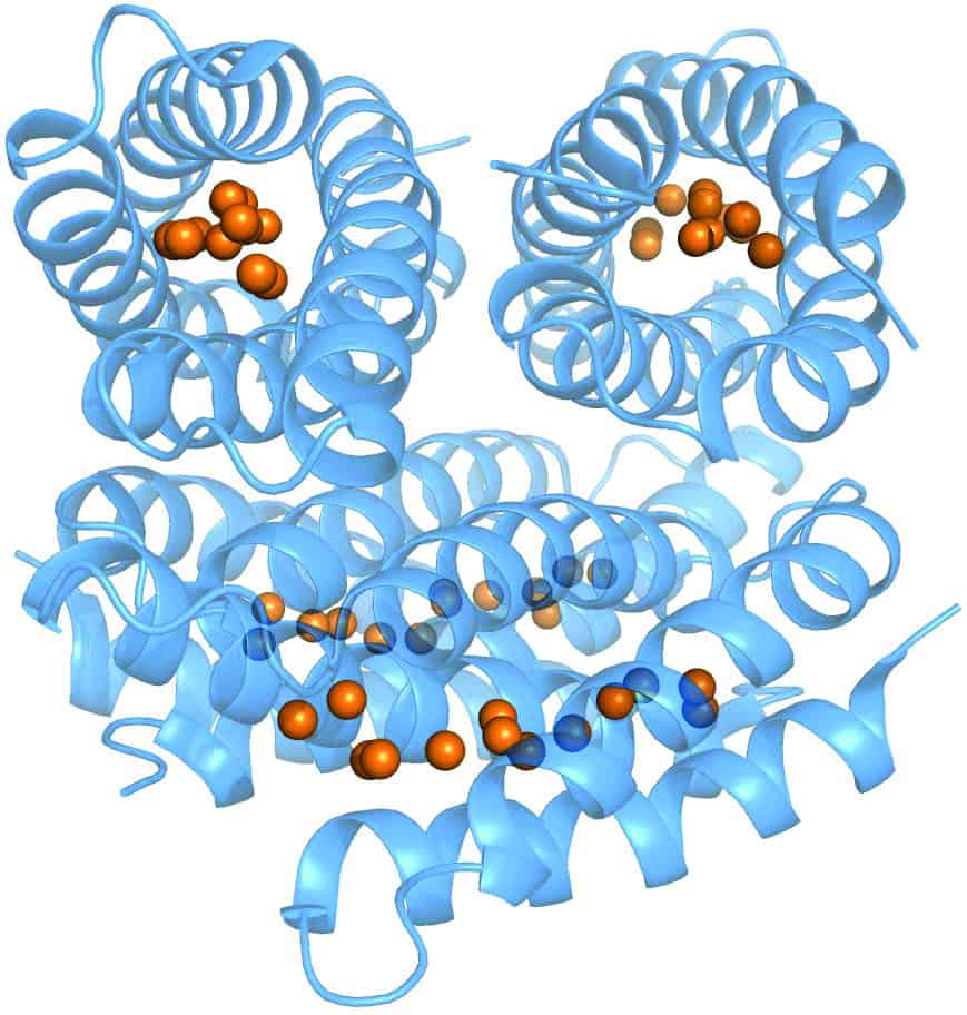 Structure of the Cu (I)-Csp1 tetramer, with the Cu(I) ions bound within each monomeric four-helix bundle shown as orange spheres