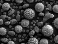 Understanding allergies; pollen