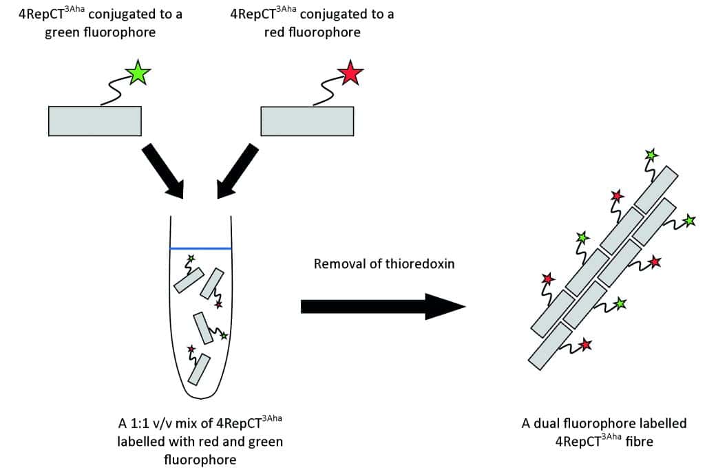 A scheme showing the production of dual fluorophore labelled 4RepCT3Aha fibre.