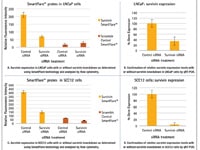 Figure 2: Survivin gene knockdown in LNCaP and SCC12 cells by RNAi are distinguishable by SmartFlare detection as well as by qRT-PCR.  A. Survivin expression in LNCaP cells with or without survivin knockdown as determined using SmartFlare technology and analysed by flow cytometry.  B. Confirmation of relative survivin expression levels with or without survivin knockdown in LNCaP cells by qRT-PCR.  C. Survivin expression in SCC12 cells with or without survivin knockdown as determined using SmartFlare technology and analysed by flow cytometry. D. Confirmation of relative survivin expression levels with or without survivin knockdown in SCC12 cells by qRT-PCR.