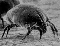 Understanding allergiers; house dust mite